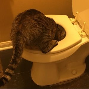 Meet your Posher, Ally